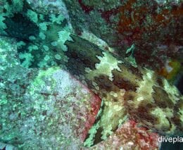 Wobbegong banded wobbegong electolobus halei nsw