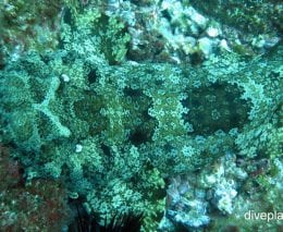 Wobbegong ornate wobbegong electolobus ornatus nsw