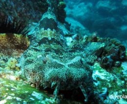 Wobbegong ornate wobbegong electolobus ornatus nsw