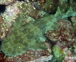 Wobbegong spotted wobbegong electolobus maculatus nsw