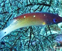 Wrasse dianas hogfish bodianus diana thl