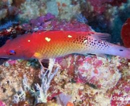 Wrasse redfin hogfish bodianus dictynna thl