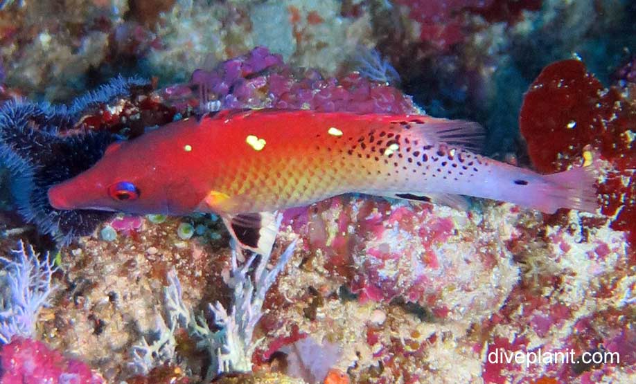 Wrasse redfin hogfish bodianus dictynna thl