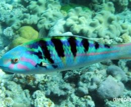 Wrasse six bar wrasse thalassoma hardwicke gbr