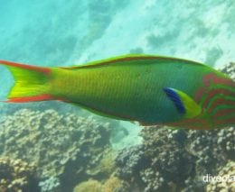 Wrasse sunset wrasse thalassoma lutescens lhi