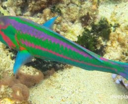 Wrasse surge wrasse thalassoma purpureum lhi