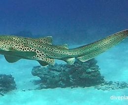 Zebra shark zebra shark stegostoma fasciatum lei