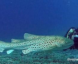 Zebra shark zebra shark stegostoma fasciatum lei