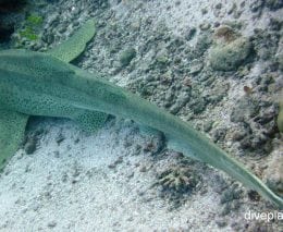 Zebra shark zebra shark stegostoma fasciatum pal