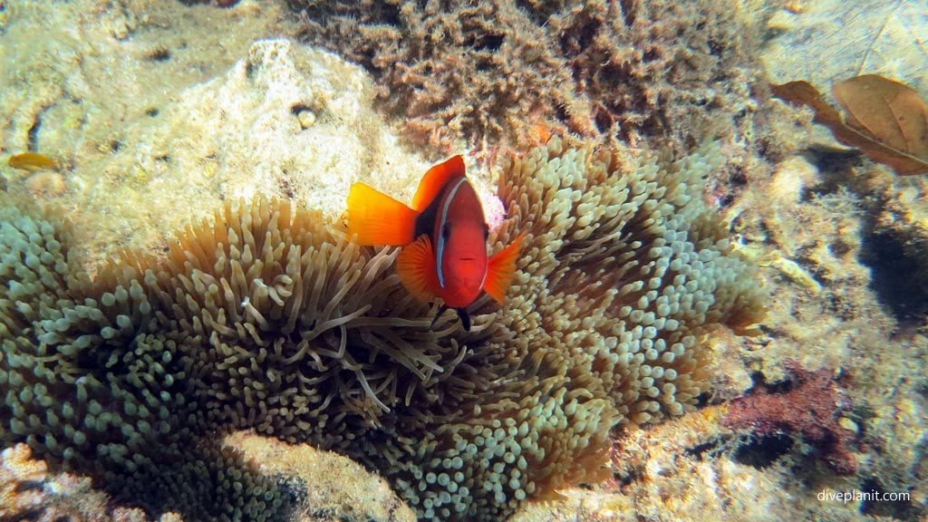 Snorkelling with territorial clown fish at the aore island resort diving aore