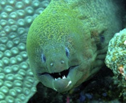 Moray eel at subway diving vomo island resort feature