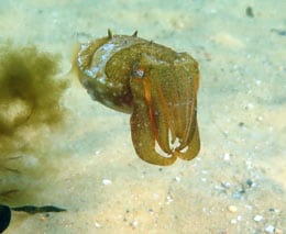 Little cuttlefish at camp cove diving sydney harbour feature
