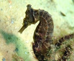 Whites seahorse close up at camp cove diving sydney harbour feature