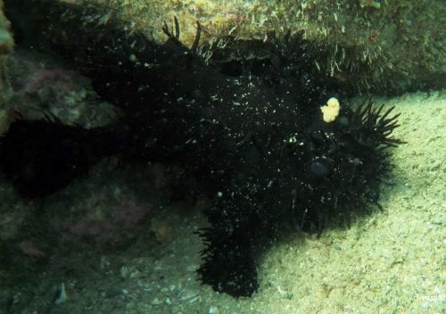 Anglerfish striate anglerfish antennarius striatus syd