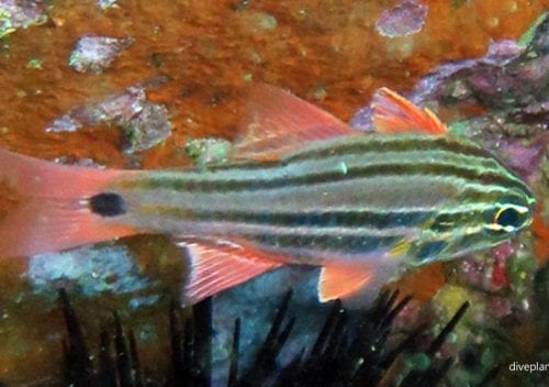 Cardinalfish sydney cardinalfish apogon limenus syd