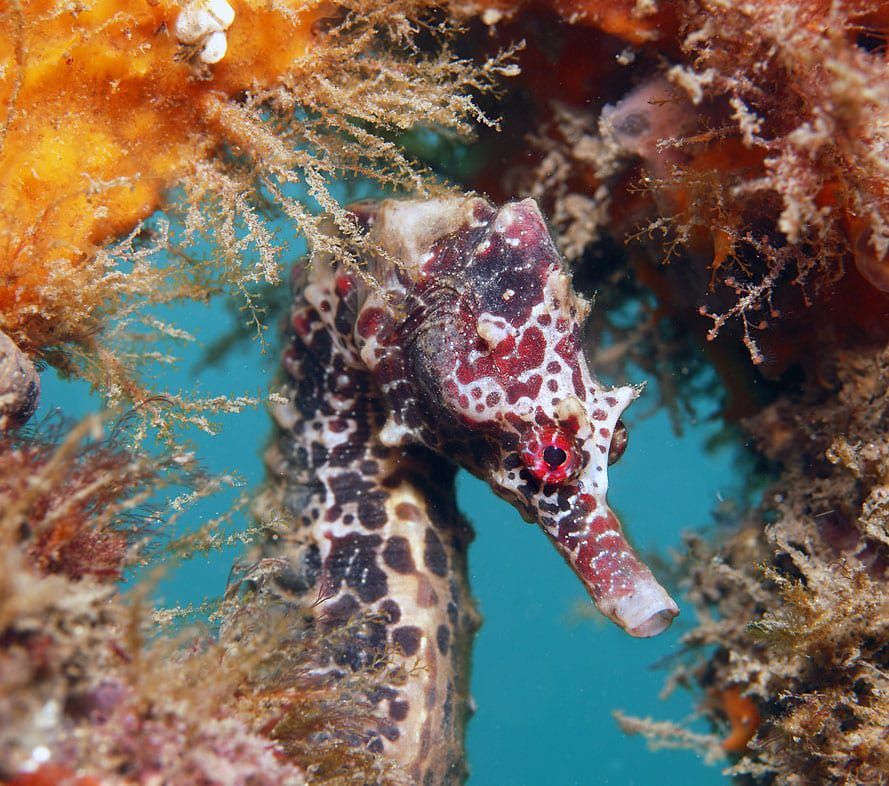 Chowder Bay Red sea horse credit Jayne Jenkins