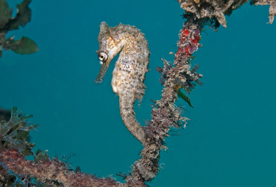 Chowder Bay Whites seahorse credit Jayne Jenkins_9162