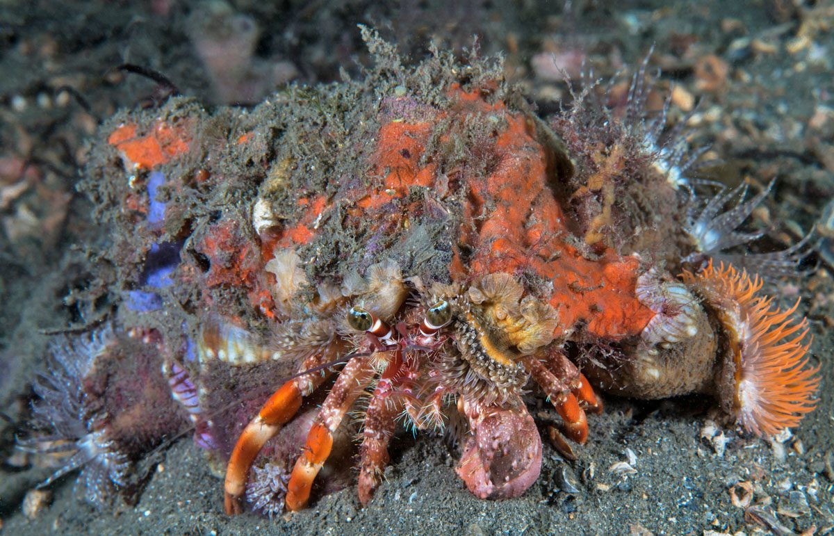 Chowder Bay decorator Crab credit Jayne Jenkins_JJ38677