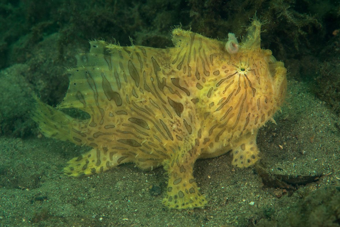 Chowder Bay frogfish credit Jayne Jenkins_JJ35919