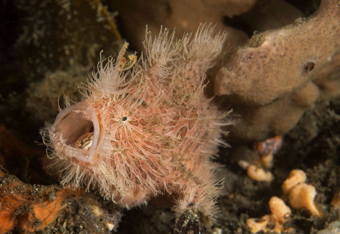 Chowder Bay frogfish credit Jayne Jenkins_JJ38210