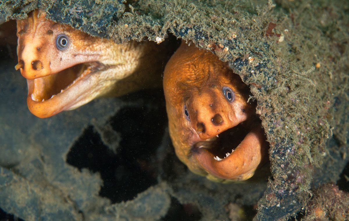 Chowder Bay moray eels 54credit Jayne JenkinsJJ3_8025