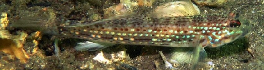 Hoeses Sand Goby