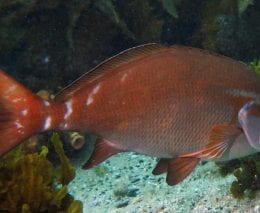 Morwong red morwong cheilodactylus fuscus syd