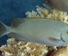 Rabbitfish honeycomb rabbitfish siganus stellatus bal