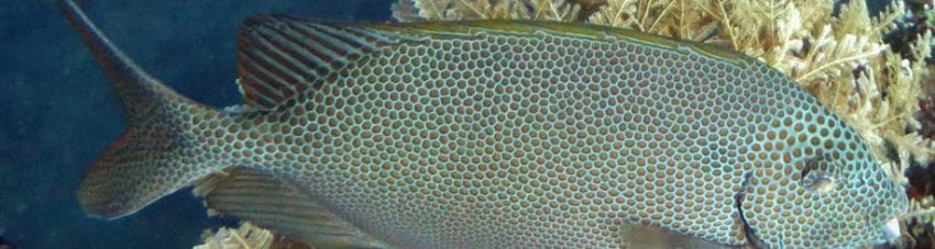 Honeycomb Rabbitfish
