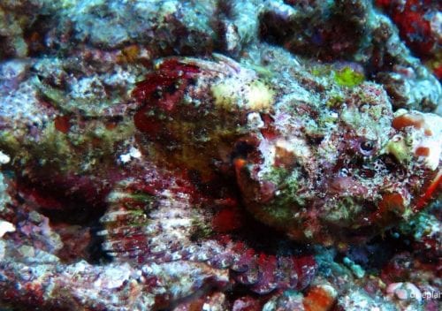 Scorpionfish devil scorpionfish scorpaenopis diabolus gil