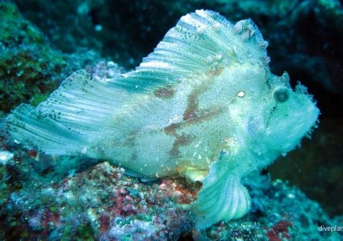 Scorpionfish leaf scorpionfish taenianotus tricanthus gil
