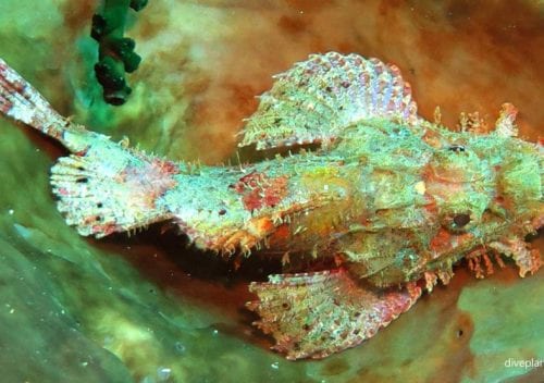 Scorpionfish tasselled scorpionfish scorpaenopis oxycephalus thl