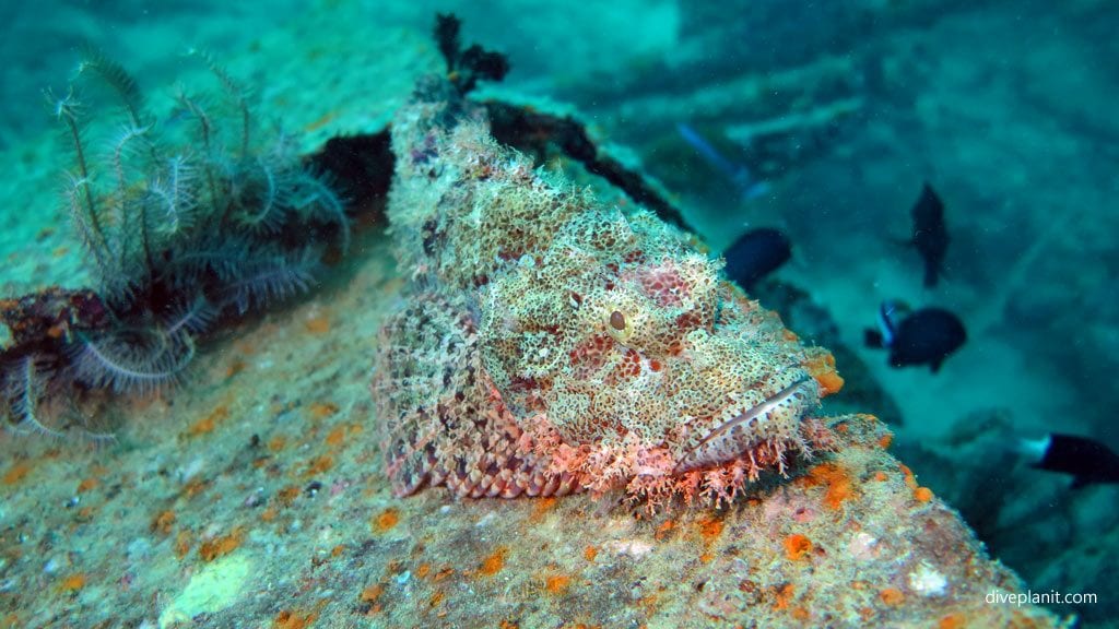 Tasselled scorpionfish at seaventures house reef diving mabul sabah malaysia
