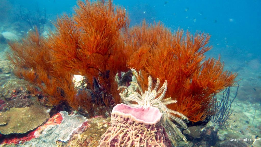 Barrel sponge with feather star and bushy corals at clement reef gaya island diving kota kinabalu sabah malaysia