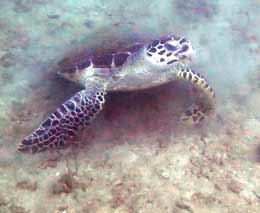 Hawksbill turtle awakened from her slumber at clement reef gaya island diving kota kinabalu sabah malaysia feature