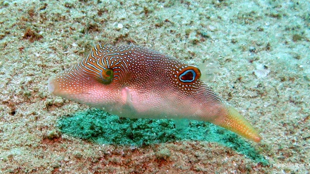 Fingerprint toby at sapi shores diving kota kinabalu sabah malaysia