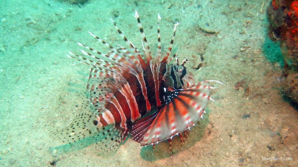 Zebra lionfish at sapi shores diving kota kinabalu sabah malaysia