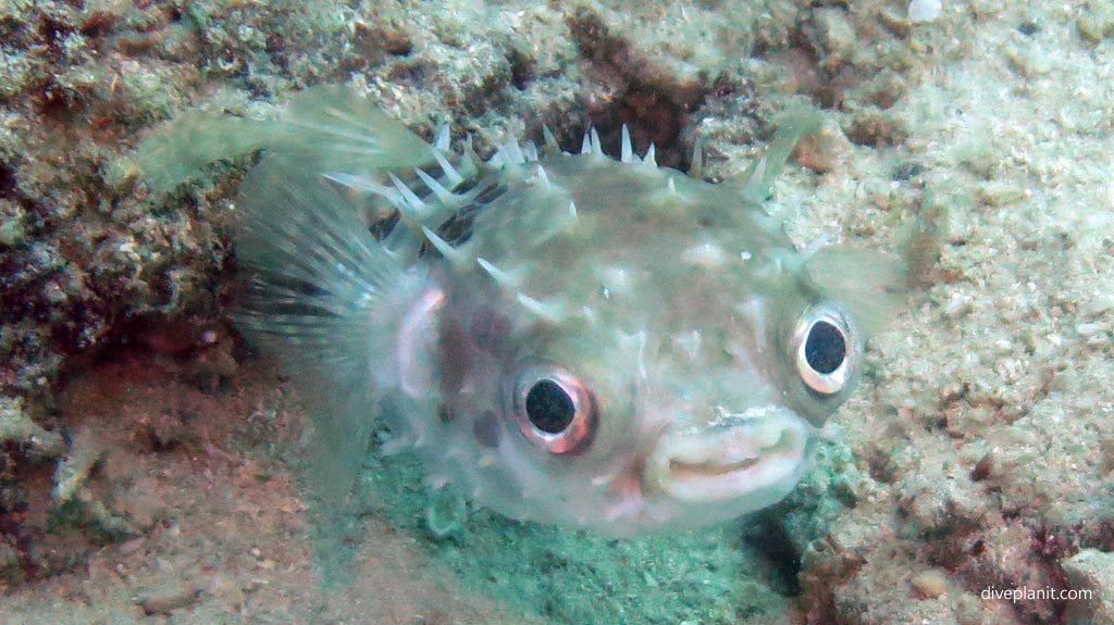 Orbicular burrfish winking at sapi shores diving kota kinabalu sabah malaysia