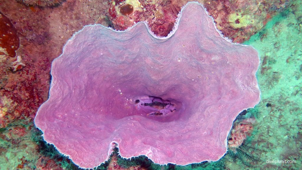 A vase sponge at seaventures house reef diving mabul sabah malaysia