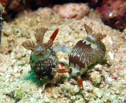 Pair of lined nembrotha giving a high five at panglima reef mabul diving mabul sabah malaysia feature