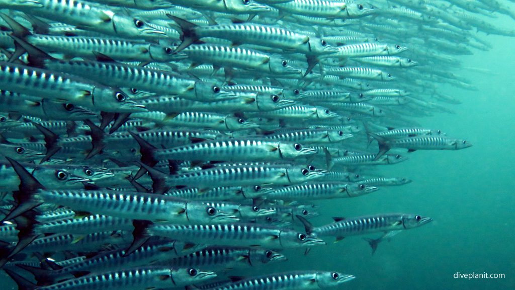Sabah Malaysia diving holiday travel planning for Barracuda Point Sipadan - where, who and how
