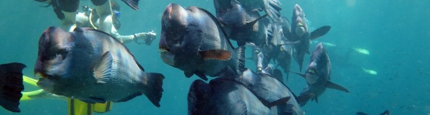 Eight Great Dive Sites – a short hop away.