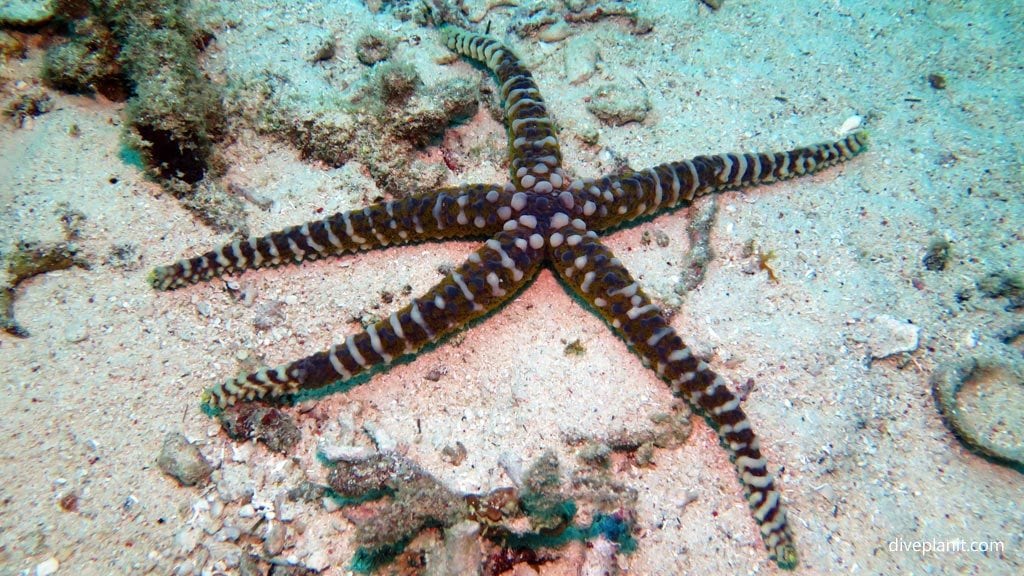 Variant warty seastar at magic ocean house reef diving anda bohol philippines