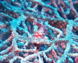 Pygmy seahorse at coral garden diving anda bohol philippines feature