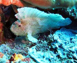 Leaf scorpionfish at dimipac island west diving busuanga island palawan philippines feature