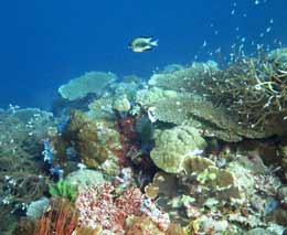 Damsel above the reef at hapi reef munda diving solomon islands feature