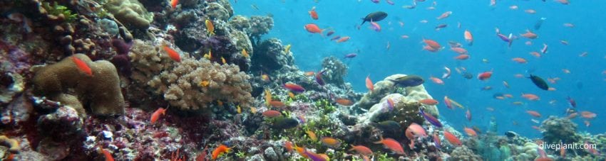 Three different ways to Dive the Solomons