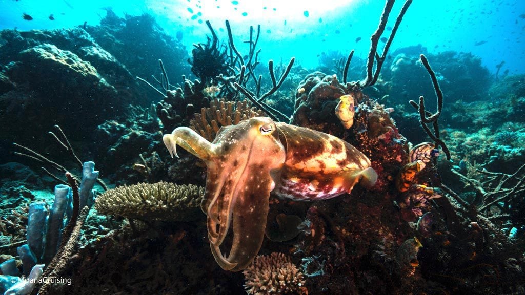 Cuttlefish at golden passage diving komodo moana