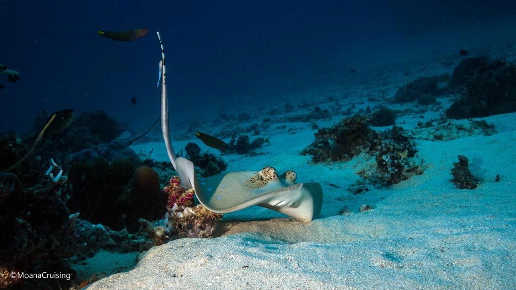 Cow tail ray looks startled at the cauldron diving komodo moana