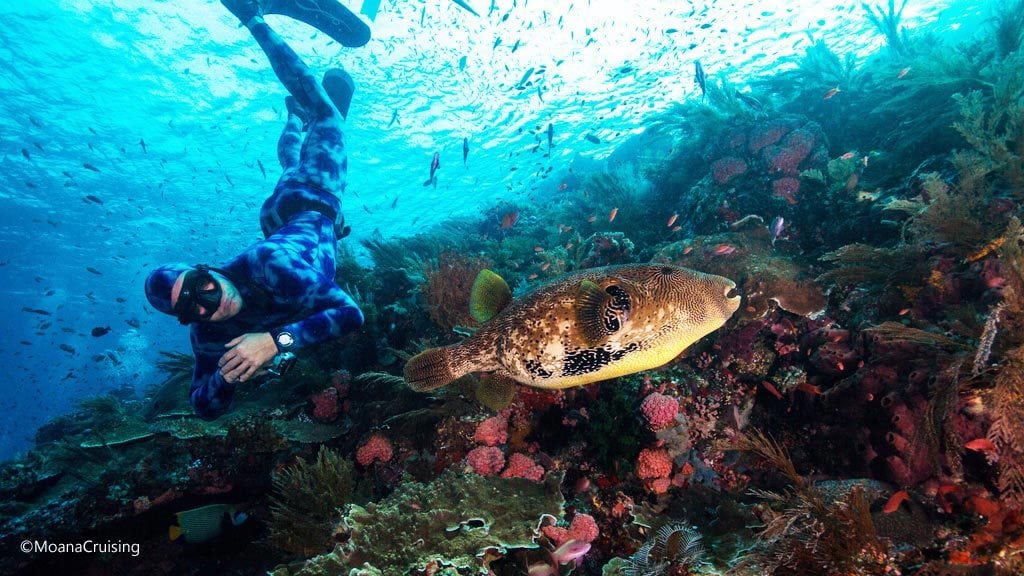 Stars and stripes pufferfish with free diver at batu bolong diving komodo moana